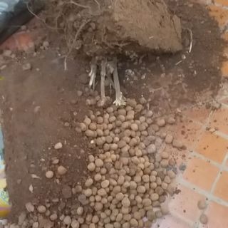 Jardineiros profissionais em ação - trabalho 1