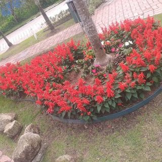 Jardineiros profissionais em ação - trabalho 4