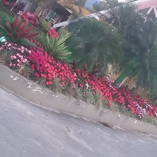 Jardineiros profissionais em ação - trabalho 5